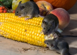 rágcsálóirtás, egérirtás, patkányirtás