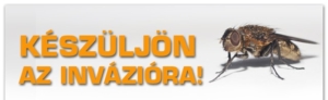 rovarirtás, légyirtás, darázsirtás
