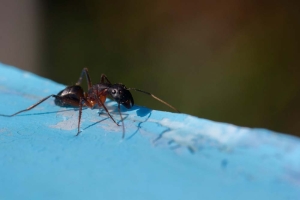 hangyairtás, kártevők elleni védekezés