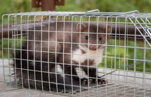 nyestirtás, rágcsálóirtás