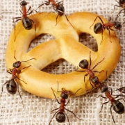 hangyairtás