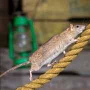 rágcsálóirtás rágcsálóirtás