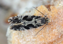 raktári moly irtás és zsizsikirtás