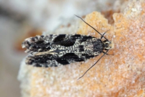 raktári moly irtás és zsizsikirtás