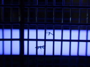 elektromos rovarcsapda