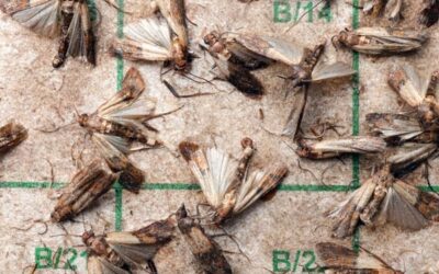 Élelmiszermoly céges környezetben: felismerés és megoldás