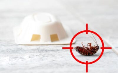 Kártevők a lakásban: 5+1 hívatlan vendég