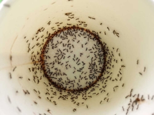 hangyairtás, kártevőirtás